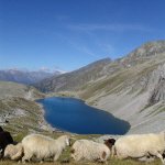 Schapen
